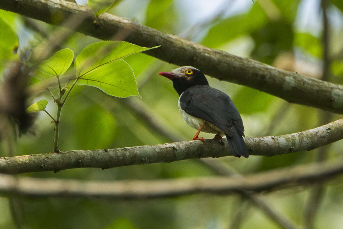 Image de Bagadais à bec rouge