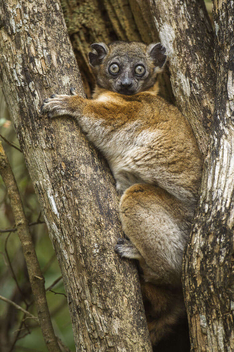 Image of sportive lemurs