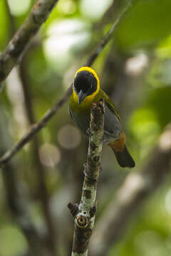 Image of Nelicourvi Weaver