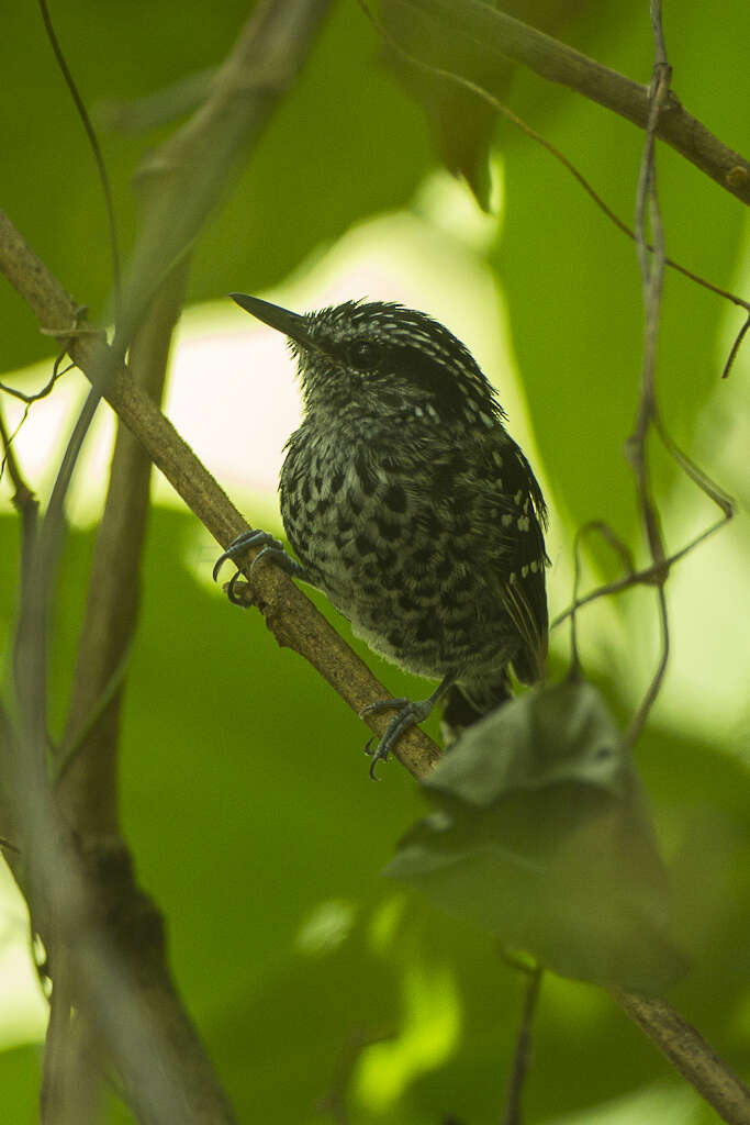 Image of Scaled Antbird