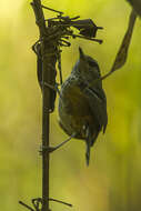 Image of Ochre-rumped Antbird