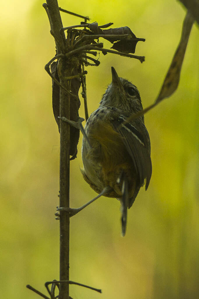 Image of Ochre-rumped Antbird