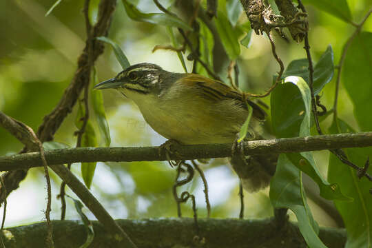 Image of Moustached Wren