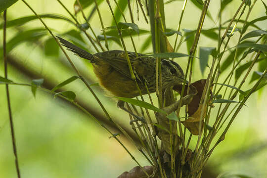 Image of Ochre-rumped Antbird