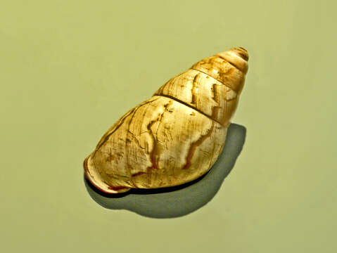 Image of Helicostyla nobilis
