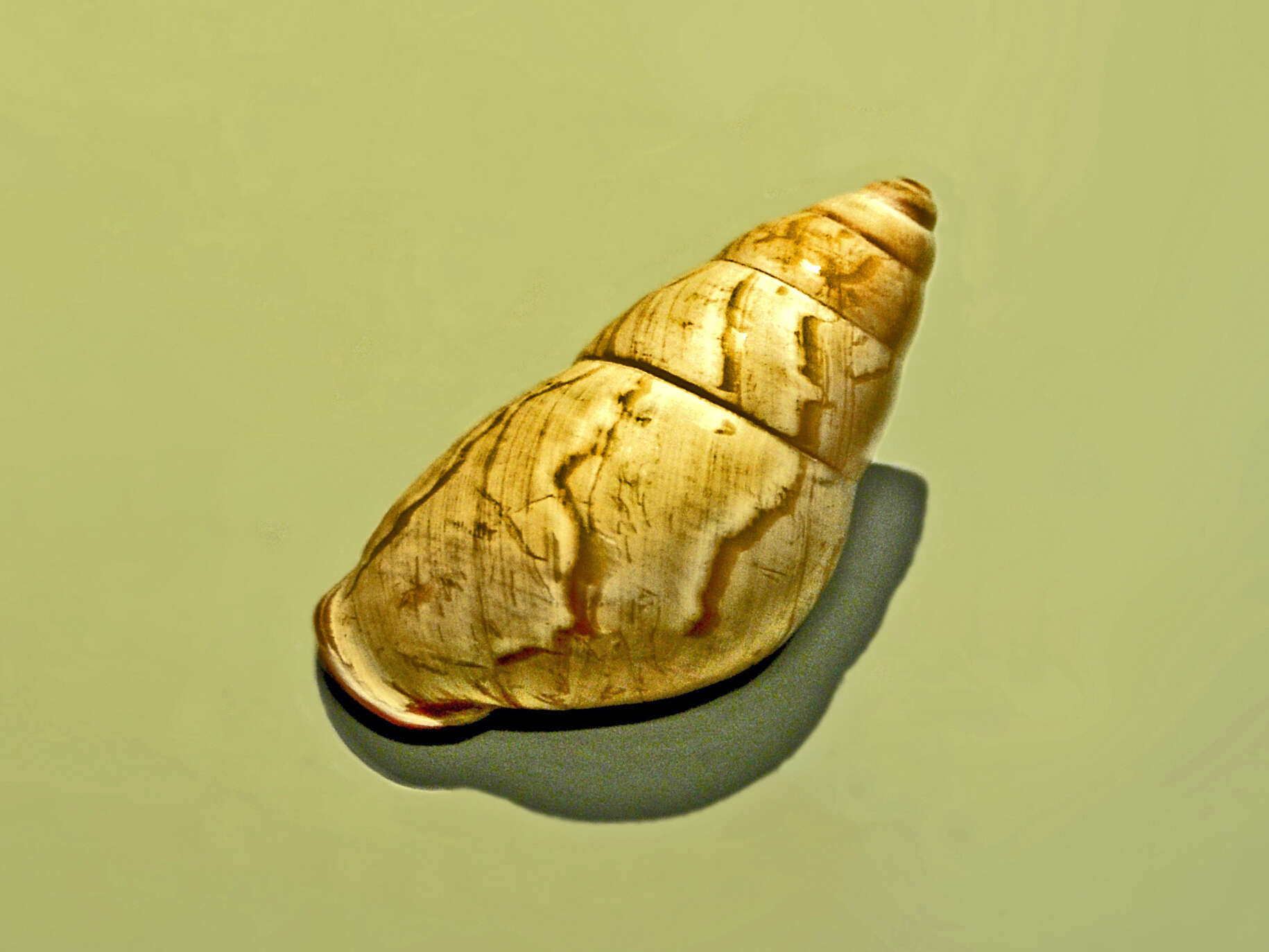 Image of Helicostyla nobilis
