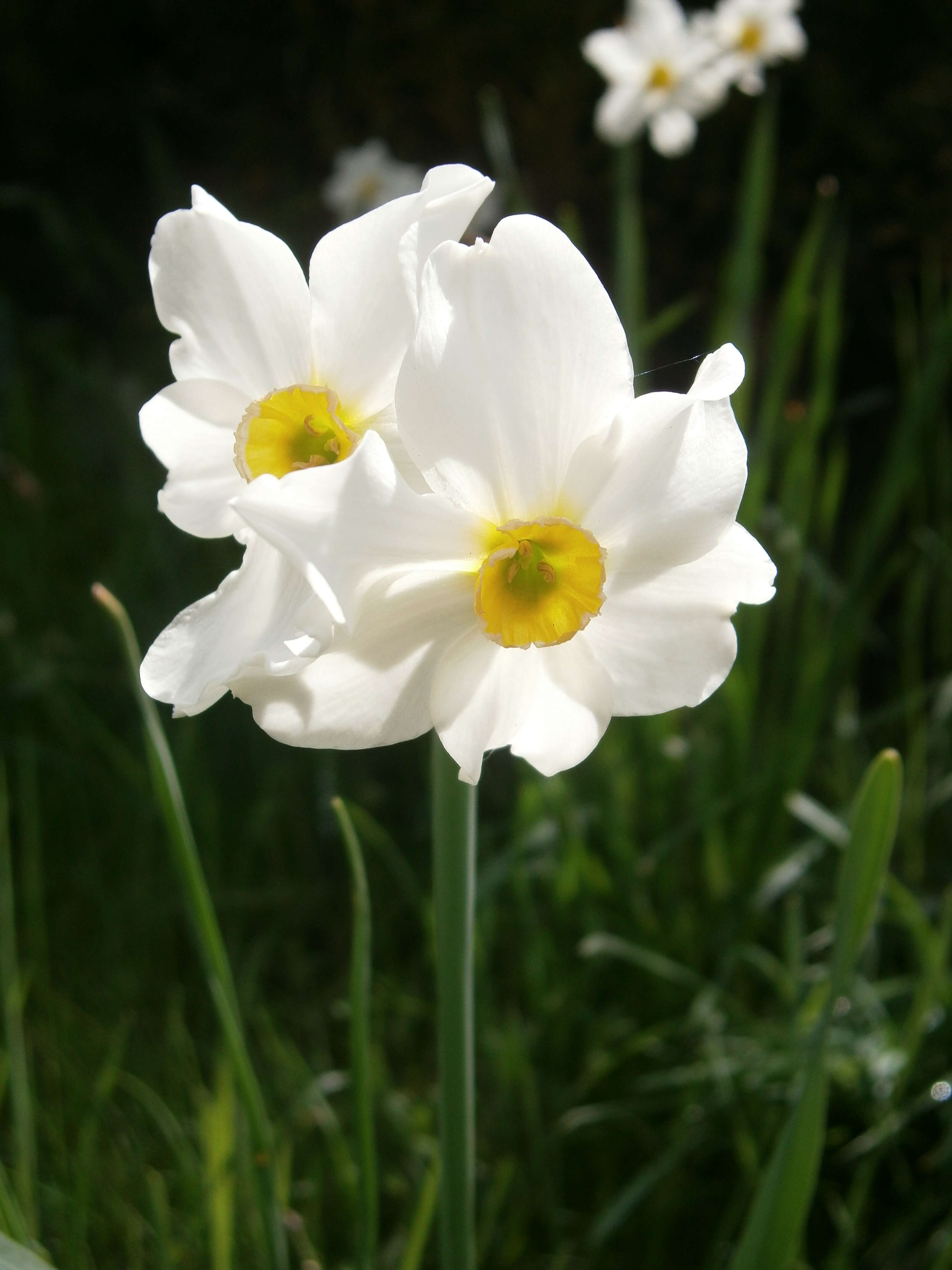 Image de Narcissus medioluteus Mill.