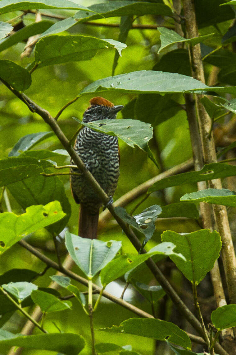 Imagem de Thamnophilus tenuepunctatus Lafresnaye 1853