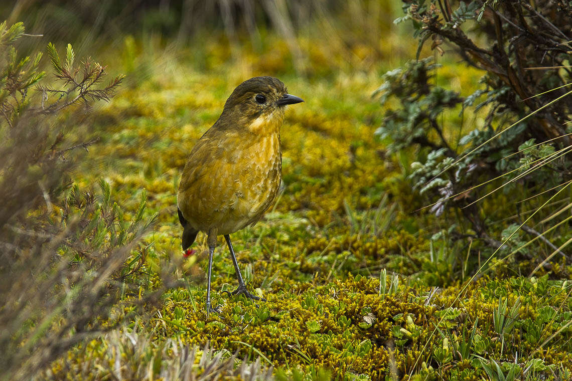 Image of Tawny Antpitta