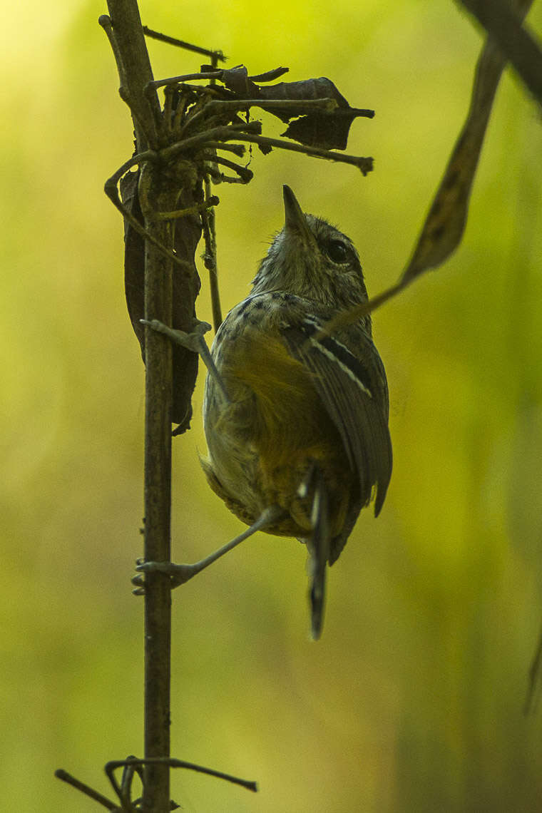 Image of Ochre-rumped Antbird