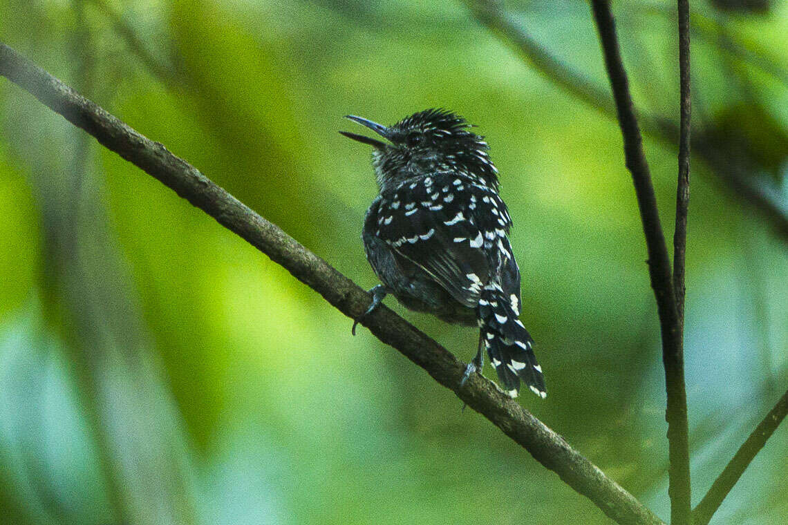 Image of Scaled Antbird