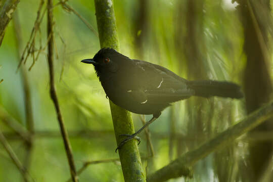 Image of White-shouldered Fire-eye