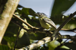 Image of Yellow-breasted Antwren