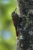 Image of White-striped Woodcreeper