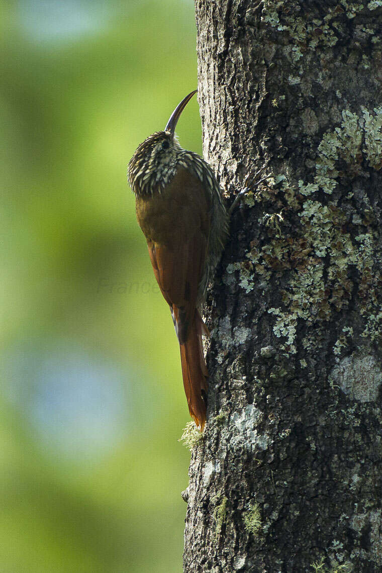 Image of White-striped Woodcreeper