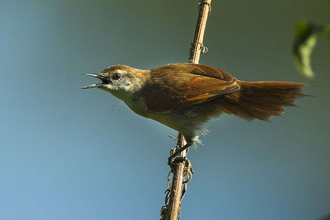 Image of Yellow-chinned Spinetail