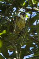 Image of Streaked Tuftedcheek