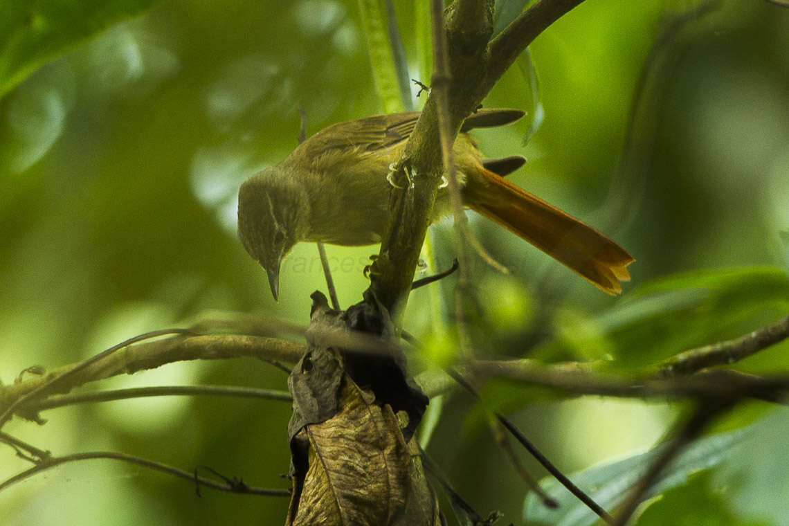 Image of Montane Foliage-gleaner