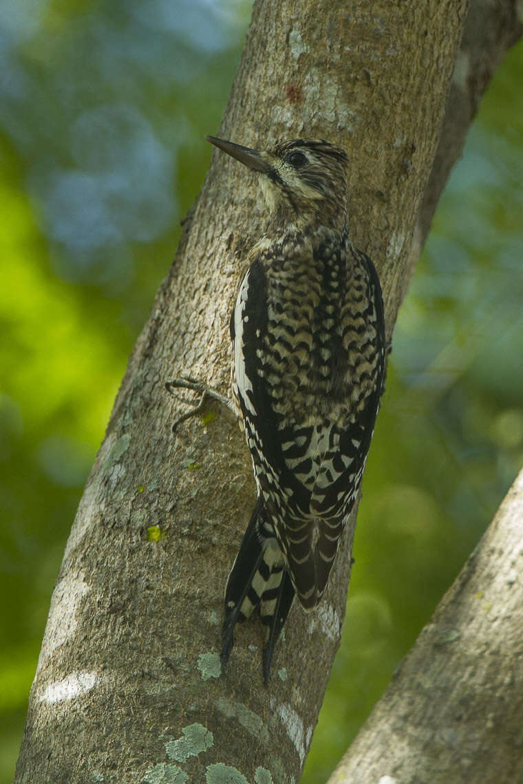 Image of Sapsucker