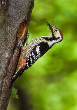 Image of White-backed Woodpecker