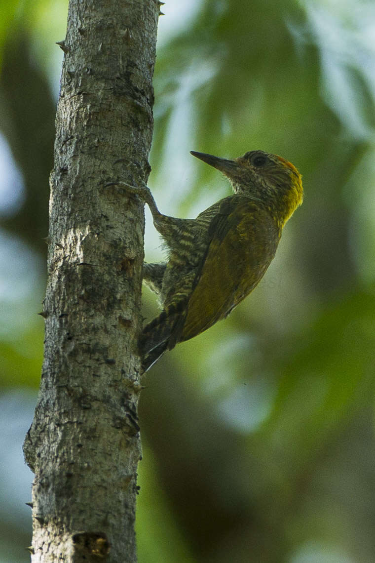 Image of Yellow-eared Woodpecker