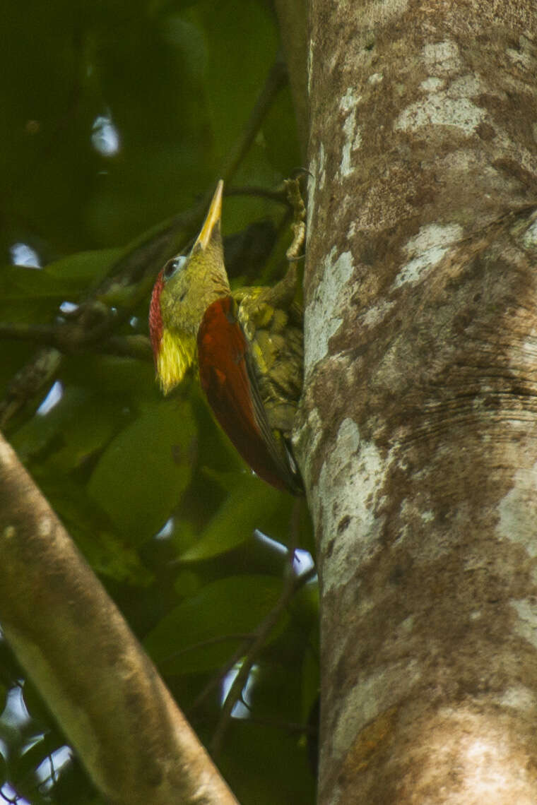 Image of Crimson-winged Woodpecker