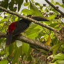 Image of Stripe-billed Aracari