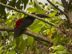 Image of Stripe-billed Aracari