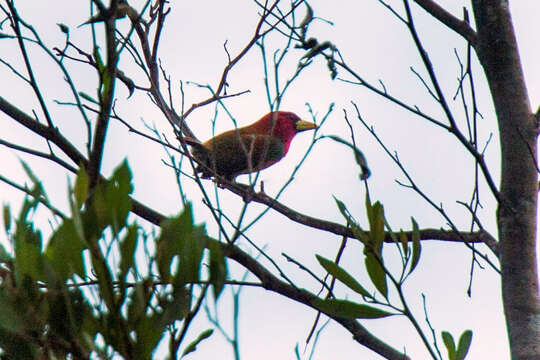 Image of Scarlet-hooded Barbet