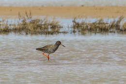 Image of Spotted Redshank