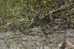 Image of Pin-tailed Snipe