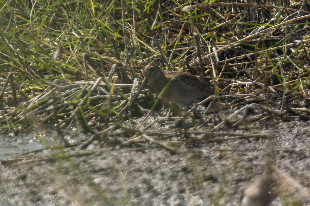 Image of Pin-tailed Snipe