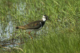 Image of Lapwing