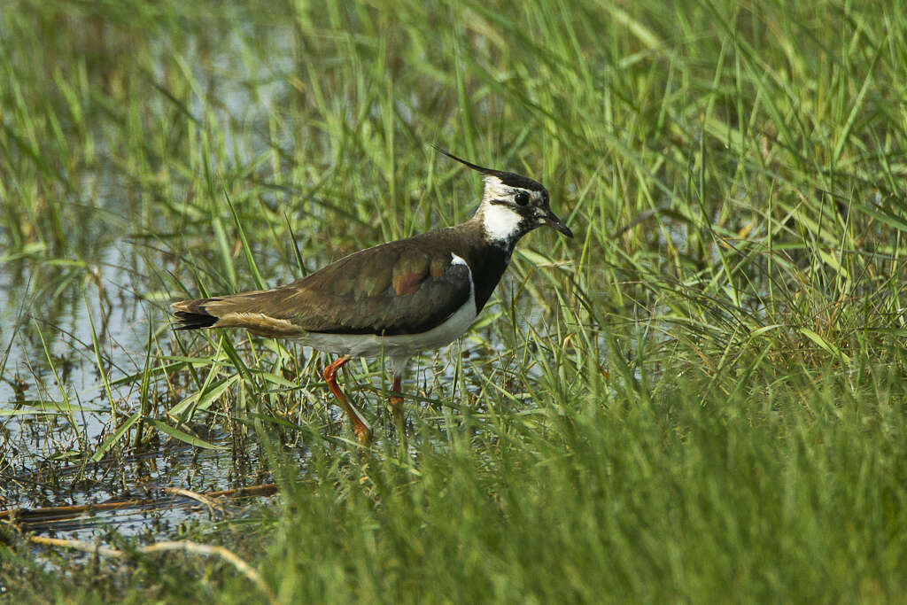 Image of Lapwing