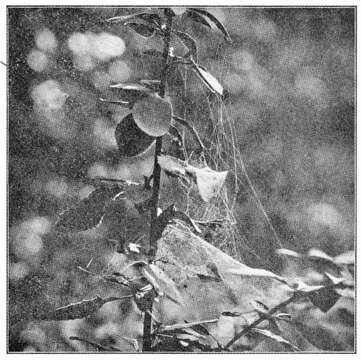 Image of Hammock Spider