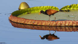 Image of Wattled Jacana