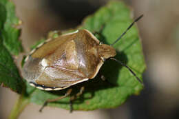 Image of <i>Chlorochroa pinicola</i>