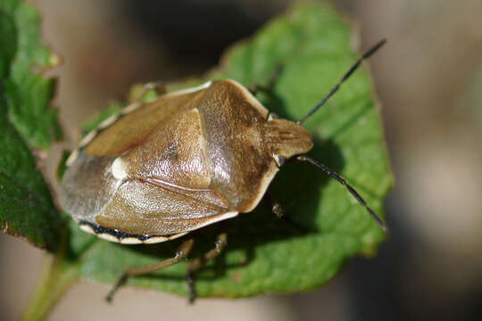 صورة <i>Chlorochroa pinicola</i>