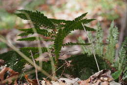 Image of Korean tasselfern