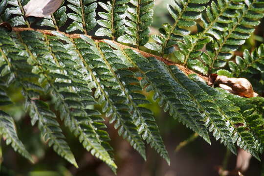 Image of Korean tasselfern