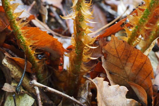 Image of Korean tasselfern