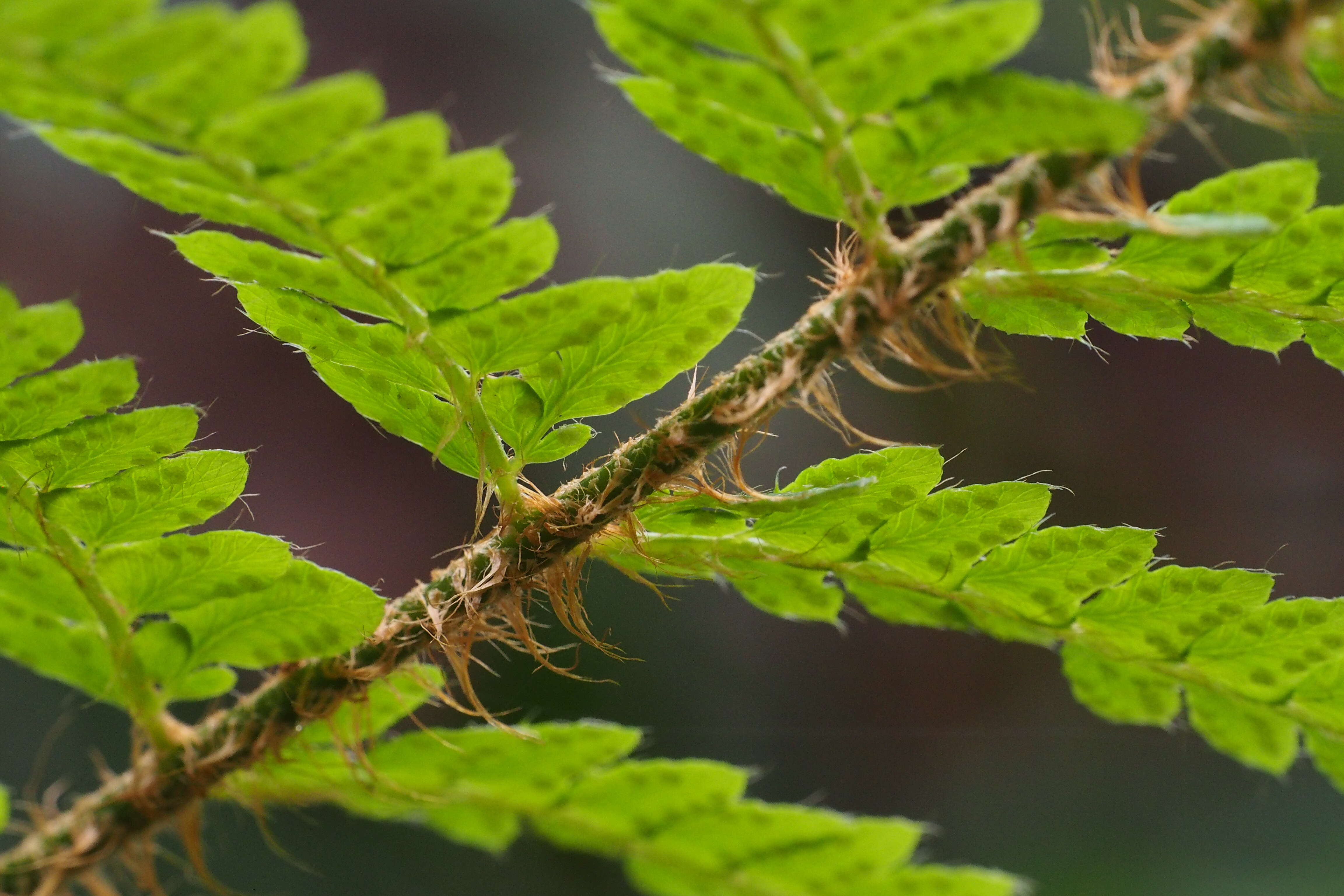 Image of Korean tasselfern