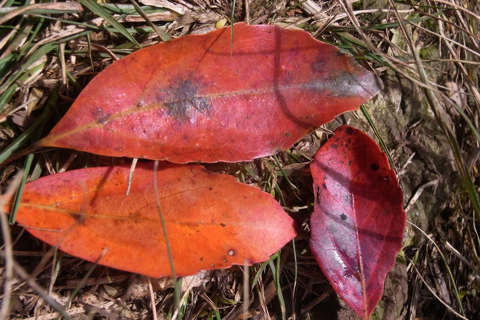 Image of Elaeocarpus costatus M. R. F. Taylor