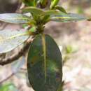 Image of Cryptocarya gregsonii Maiden