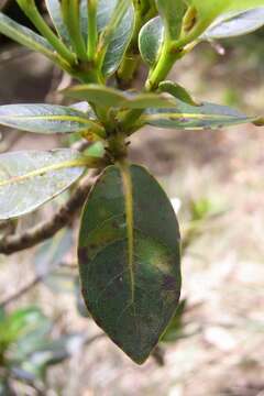 Image of Cryptocarya gregsonii Maiden