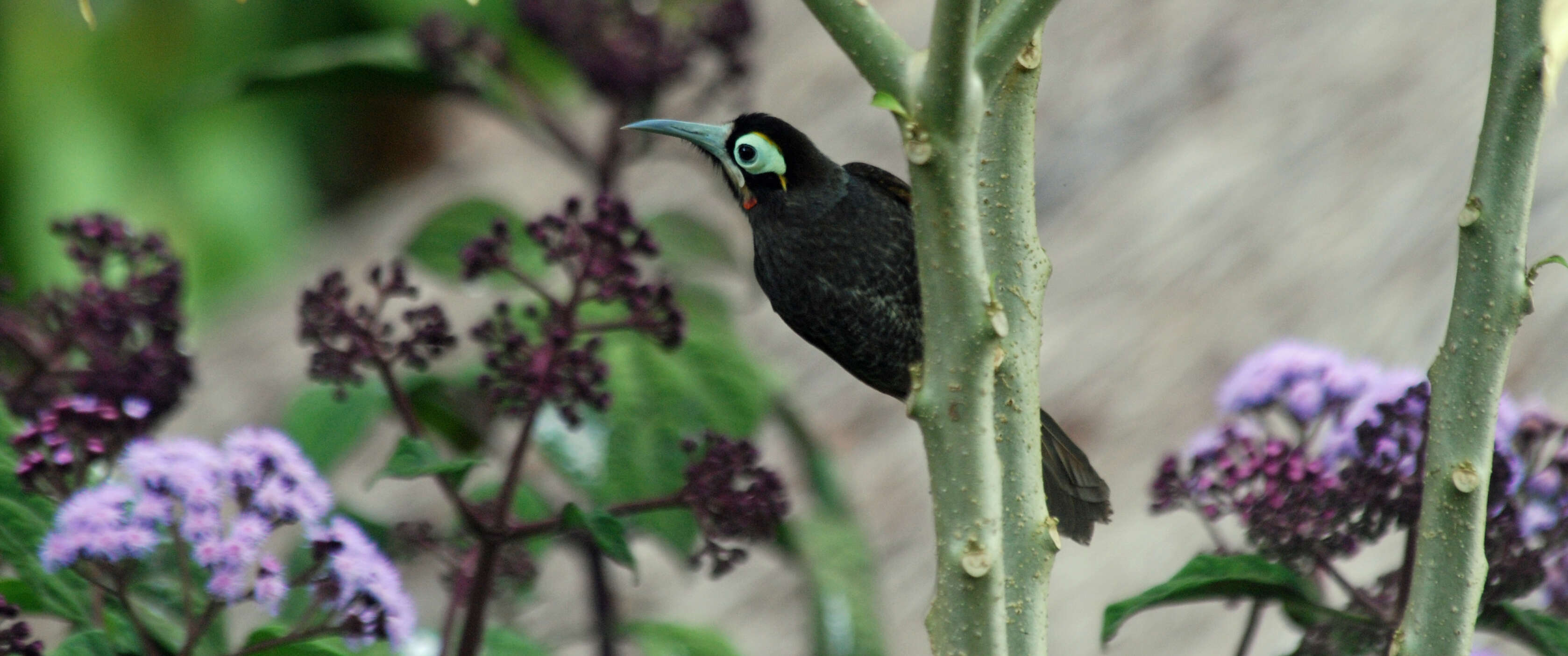 صورة Melidectes rufocrissalis (Reichenow 1915)