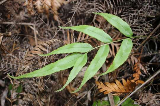Image of Parablechnum gregsonii (Tindale) Gasper & Salino