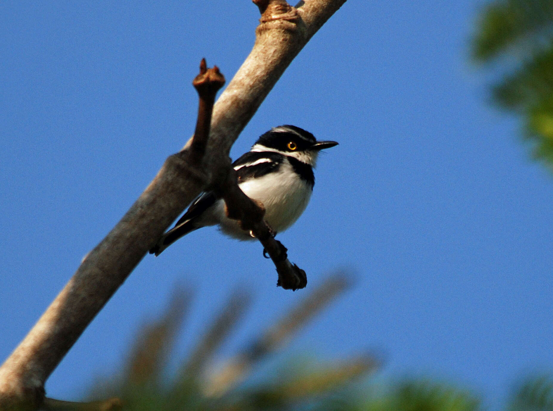 Image of Black-headed Batis