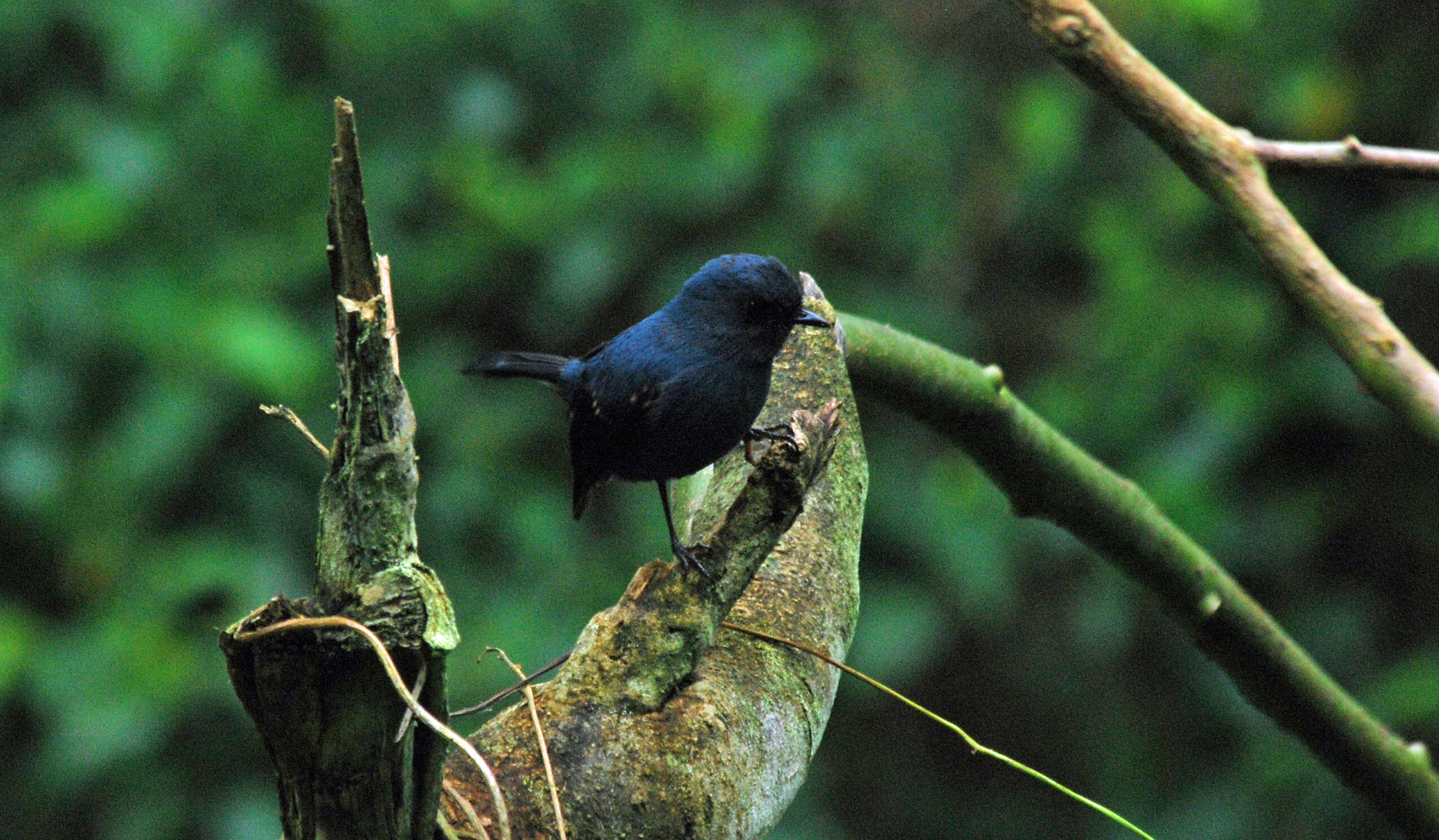Image of Blue-grey Robin