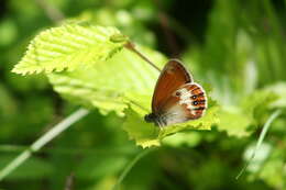 Sivun Coenonympha arcania Linnaeus 1761 kuva